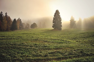 Field with Tree and Fog Image